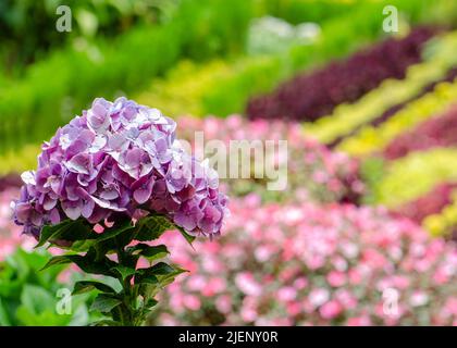 Kopf einer Hortensie-Blume vor dem Hintergrund der Blumen im Garten Stockfoto