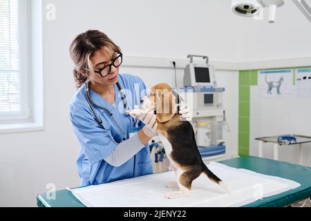 Frau, die als professioneller Tierarzt mit Brillen arbeitet und Beagle-Welpen in einer modernen Klinik untersucht Stockfoto