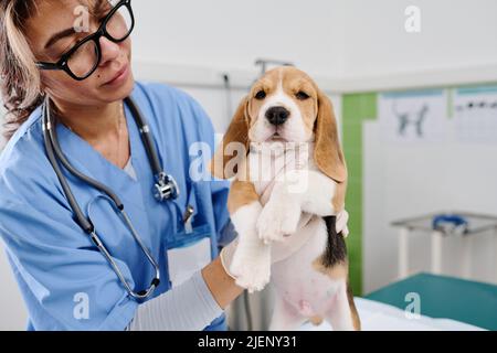 Moderne junge Erwachsene Frau, die in einer Tierklinik arbeitet und die Gesundheit von Beagle-Welpen untersucht, die Palpation machen Stockfoto