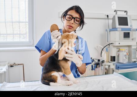 Hispanische Frau, die als Tierarzt in einem modernen Tierkrankenhaus arbeitet und Haut und Ohren eines kleinen Welpen untersucht Stockfoto