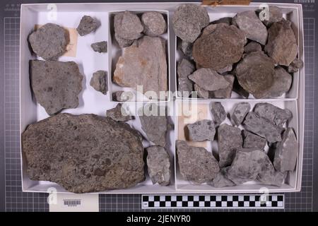 Gemischte Taxa, stratigraphische Sammlung. Accn: 3019; 3063; Stockfoto