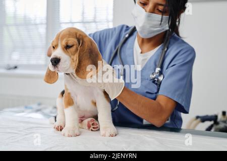 Moderne junge Erwachsene Frau trägt Maske, die in der Tierklinik arbeitet und die Gesundheit des Beagle-Welpen überprüft, der Palpation macht Stockfoto