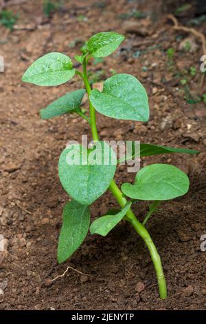 Junge malabar-Spinat- oder ceylon-Spinat-Pflanze im Garten, Basella alba oder Basella rubra, bekannt als Weinspinat, Heilkraut Stockfoto