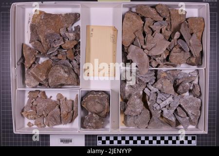 Gemischte Taxa, stratigraphische Sammlung. Accn: 6683; Stockfoto