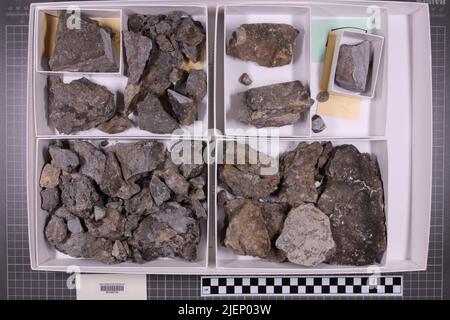 Gemischte Taxa, stratigraphische Sammlung. Accn: 6766; Stockfoto