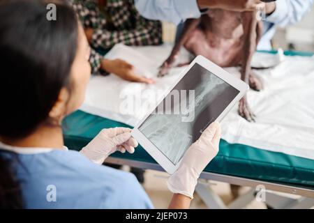 High-Angle-View-Aufnahme mit selektivem Fokus einer nicht erkennbaren Tierärztin mit digitalem Tablet und Röntgenbild auf dem Bildschirm, die mit Hund arbeitet Stockfoto