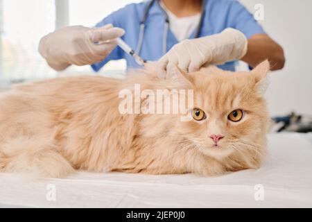 Mittlere Nahaufnahme, selektiver Schuss eines nicht erkennbaren Arztes, der Ingwerkatze in der Tierklinik mit Impfstoffinjektion versorgt Stockfoto