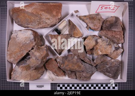 Gemischte Taxa, stratigraphische Sammlung. Accn: 5443; 7465; Stockfoto