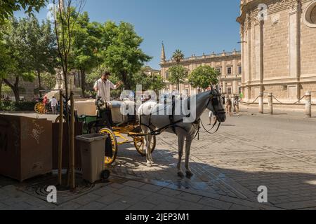 Typische Pferdekutsche in der historischen Altstadt von Sevilla, Andalusien, Stockfoto