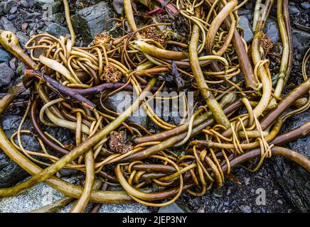 Bei Ebbe wusch sich der Kelp entlang der Küste in der Nähe des Wild Pacific Coast Trail. Stockfoto