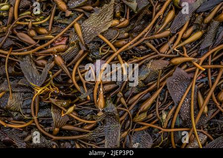 Bei Ebbe wusch sich der Kelp entlang der Küste in der Nähe des Wild Pacific Coast Trail. Stockfoto