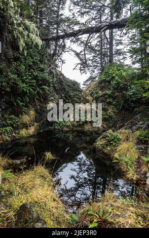 Ein kleiner Wasserpool entlang der Küste in der Nähe des Wild Pacific Coast Trail. Stockfoto