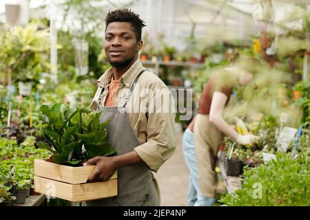 Porträt eines afrikanischen jungen männlichen Baumschulbesitzers mit Blumengattel im Gewächshaus Stockfoto