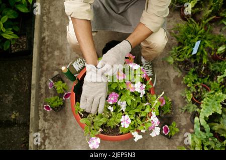 Aus der Perspektive des Gärtners in Schutzhandschuhen, der kleine rosa Blumen in einen großen Topf pflanzte und darin Blumenbeete machte Stockfoto