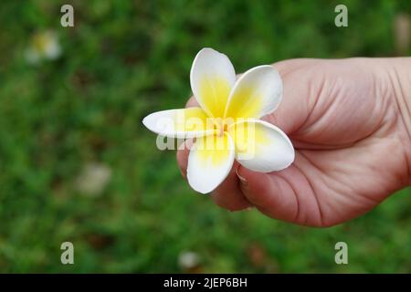 Mädchenhand mit einer schönen weiß-gelben Plumeria-Blume auf einem verschwommenen grünen m Hintergrund. Ein Moment von einem Urlaub in Mexiko. Stockfoto