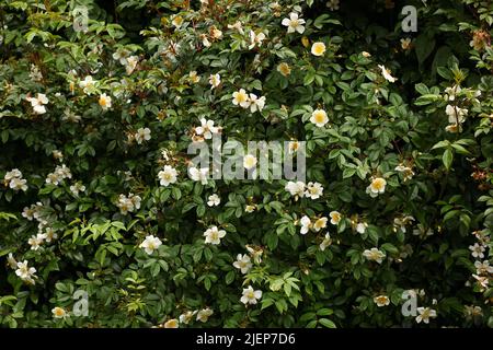 Nahaufnahme von Blumen und Blättern der wilden Rosenart Rosa transmorrisonensis im Freien. Stockfoto