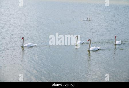 Eine große Schar anmutiger weißer Schwäne schwimmt im See, Schwäne in freier Wildbahn. Der stumme Schwan, lateinischer Name Cygnus olor. Stockfoto