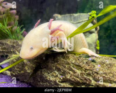 Unterwasser Axolotl Porträt in einem Aquarium. Ambystoma mexicanum. Mexikanischer Wanderfisch Stockfoto