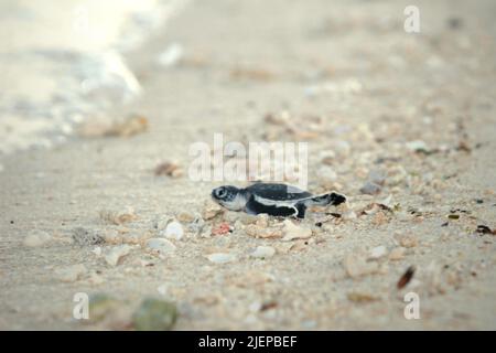 Eine frisch geschlüpfte grüne Meeresschildkröte (Chelonia mydas), die nach ihrer Freilassung am Strand auf der Insel Sangalaki, einer Insel, die dem Schutz der Meeresschildkröten gewidmet ist und Teil des Schutzgebiets der Berau Marine innerhalb des Derawan-Archipels in Berau, Ost-Kalimantan, Indonesien, ist. Stockfoto