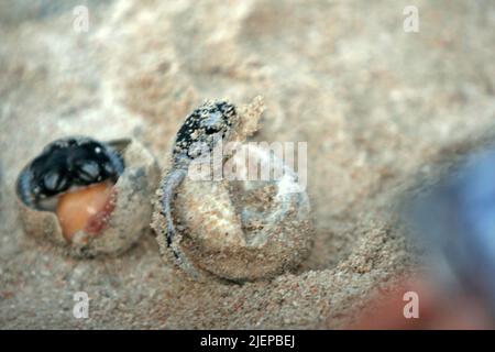 Babys von grünen Meeresschildkröten (Chelonia mydas) schlüpfen am Strand in der Brutstätte für Meeresschildkröten auf der Insel Sangalaki, einer Insel, die dem Schutz von Meeresschildkröten gewidmet ist und Teil des Berau Marine Protected Area innerhalb des Derawan-Archipels in Berau, Ost-Kalimantan, Indonesien. Stockfoto