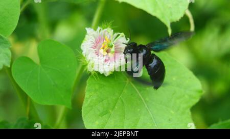 Indische Bhanvra- oder violette Zimmermannsbiene, die Nektar auf weißer Blume mit natürlichem grünen Blatt sucht, fliegende tropische Insekten, schwarze Hummel Stockfoto