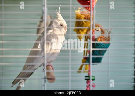 Albino-Nymphensittich beim Sonnenbaden im Vogelkäfig. Stockfoto