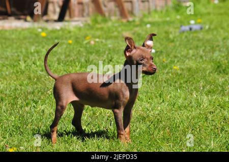 Russkiy Toy terrier Stockfoto