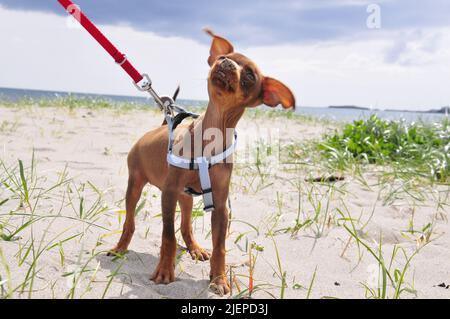 Russische Spielzeug Terrier Spaß Stockfoto