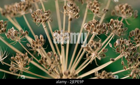 Dill- oder Fenchel-Schirme mit reifen Samen als Gartenhintergrund. Nahaufnahme Stockfoto