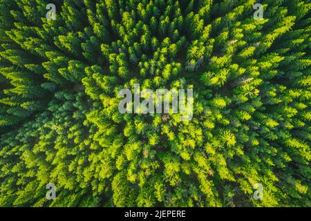 Wald als Textur Hintergrund Luftbild. Grüne Pinien. Stockfoto