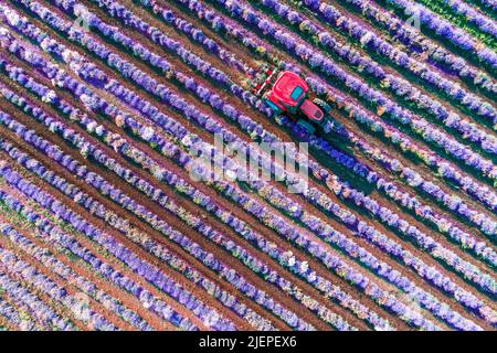 Luftaufnahme des Traktor-Erntefeldes von Lavendel. Blühende landwirtschaftliche Felder. Stockfoto