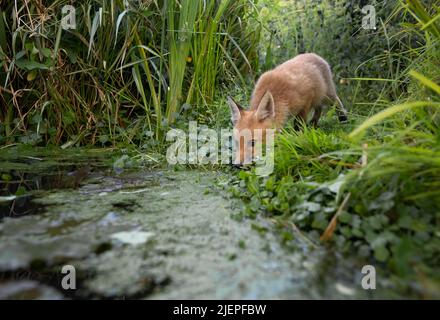 Ein junges wildes Rotfuchs (Vulpes vulpes), das einen Drink aus einem Gartenteich in Warwickshire hat Stockfoto