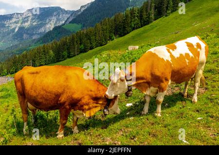 Schöne Erkundungstour entlang des Berchtesgadener Vorgebirges - Jenner - Bayern - Deutschland Stockfoto