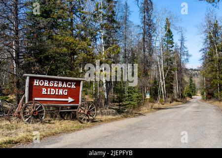 Reiten, Jasper Riding Stables auf der Pyramid Lake Road. Alberta, Kanada. Stockfoto