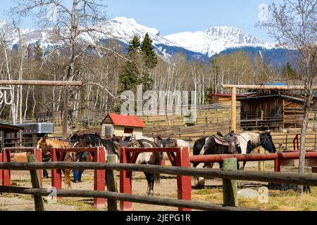 Reiten, Jasper Riding Stables auf der Pyramid Lake Road. Alberta, Kanada. Stockfoto