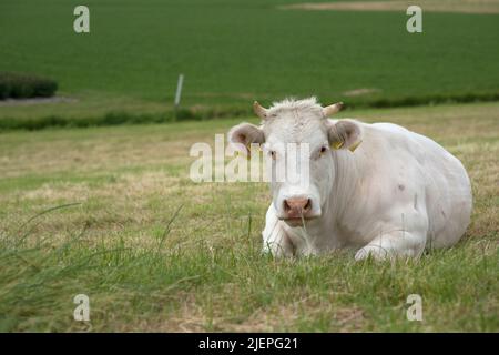 Niederlande. Eine weißgefleckte Kuh, die nach einem Tag Gras frisst und gleichzeitig Fleisch und Milch produziert, um Lebensmittel für den menschlichen Verzehr zu produzieren, auf ihrer Wiese wiederkäut. Stockfoto