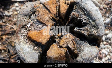 driftwood Log an einem Kiesstrand, fotografiert am Ende. Estland Stockfoto