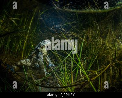 Eine gewöhnliche Kröte - Bufo Bufo - schoss nachts in einem grasbewachsenen Graben unter Wasser. Die Kröte wird von einem Scheinwerfer beleuchtet. Stockfoto