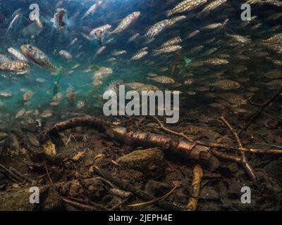 Drei stachlige Stichlinge - Gasterosteus aculeatus - Unterwasser Schulen. Aufnahme mit Slow-Shutter, um die Bewegung hervorzuheben. Am unteren Rand des ri Stockfoto