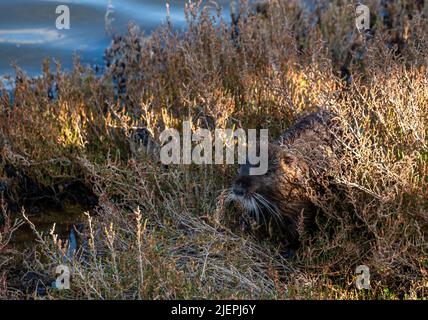 Coypu Nagetier, ein biberähnliches Nagetier, ruht getarnt am Ufer eines Teiches Stockfoto