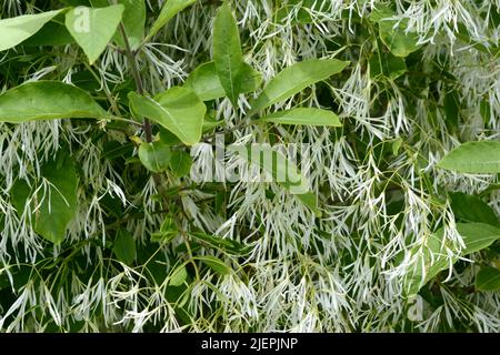 Chionanthus virginicus Fringe Tree Fülle von leicht duftenden cremig weißen Blüten Stockfoto