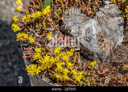 Scharfer Mauerpfeffer, Sedum acre, Goldmoossteinekrop Stockfoto