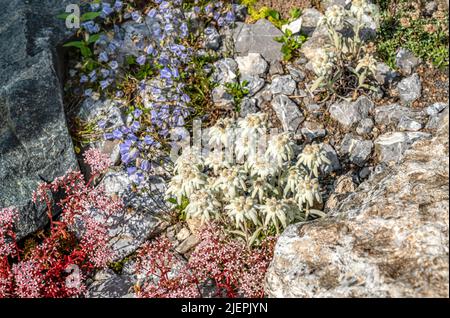 Aus der Nähe die Blüten der Eselblume (Leontopodium nivale) Stockfoto