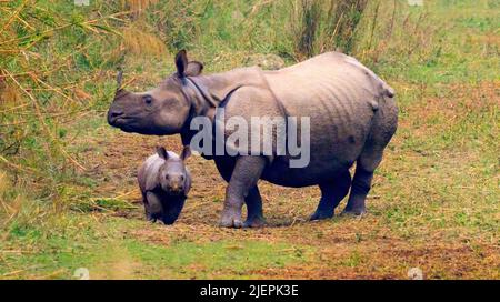 Nashorn, Nashorn, Nashorn, Nashorn, Nashorn, Feuchtgebiete, Royal Bardia National Park, Bardiya National Park, Nepa Stockfoto