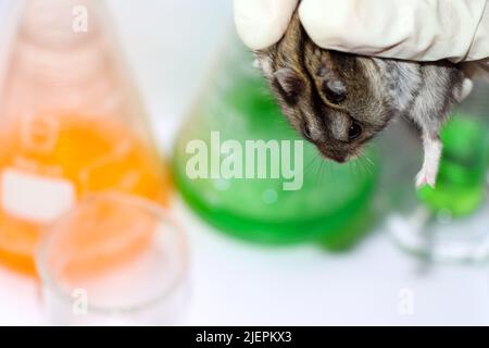 Ratten im Wissenschaftslabor und chemisches Glas Stockfoto