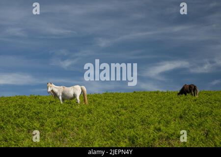 Weißes Pferd blickt auf die Kamera und schwarzes Pferd grast auf einem grünen Feld in Wales Stockfoto