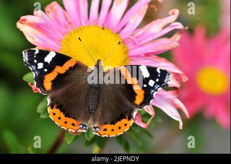 Nahaufnahme von Vanessa atalanta, dem roten Admiral-Schmetterling auf Gartenblume Stockfoto