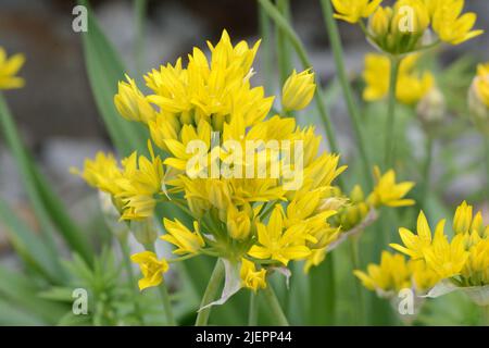 Allium Moly Goldener Knoblauch Gelber Knoblauch blüht Stockfoto