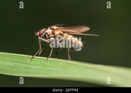 Makroaufnahme einer Hylemya - Einer Gattung von Wurzelmaggot-Fliegen - die auf einem grünen Grasblatt sitzt Stockfoto