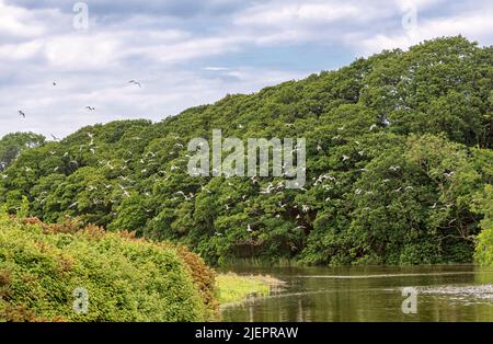 Eine Schar Möwen fliegt über dem Wasser des Flusses Esk. Es gibt Bäume im Hintergrund und einen bewölkten Himmel darüber. Stockfoto